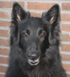 Julie, de groenendaeler, 13,5 jaar oud. Wat een plaatje!